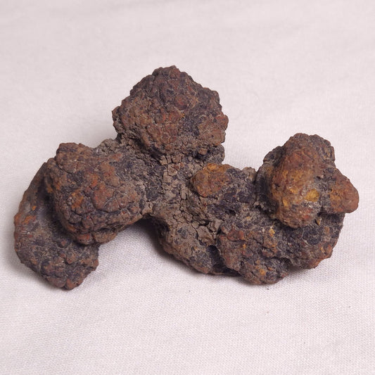 COPROLITE (FOSSILISED POO), Eocene, Madagascar XCF006
