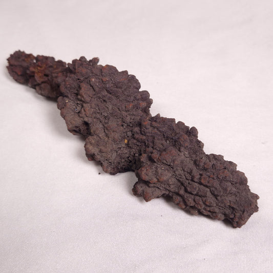 COPROLITE (FOSSILISED POO), Eocene, Madagascar XCF007