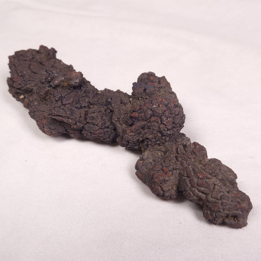 COPROLITE (FOSSILISED POO), Eocene, Madagascar XCF008