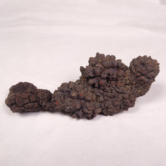 COPROLITE (FOSSILISED POO), Eocene, Madagascar XCF009
