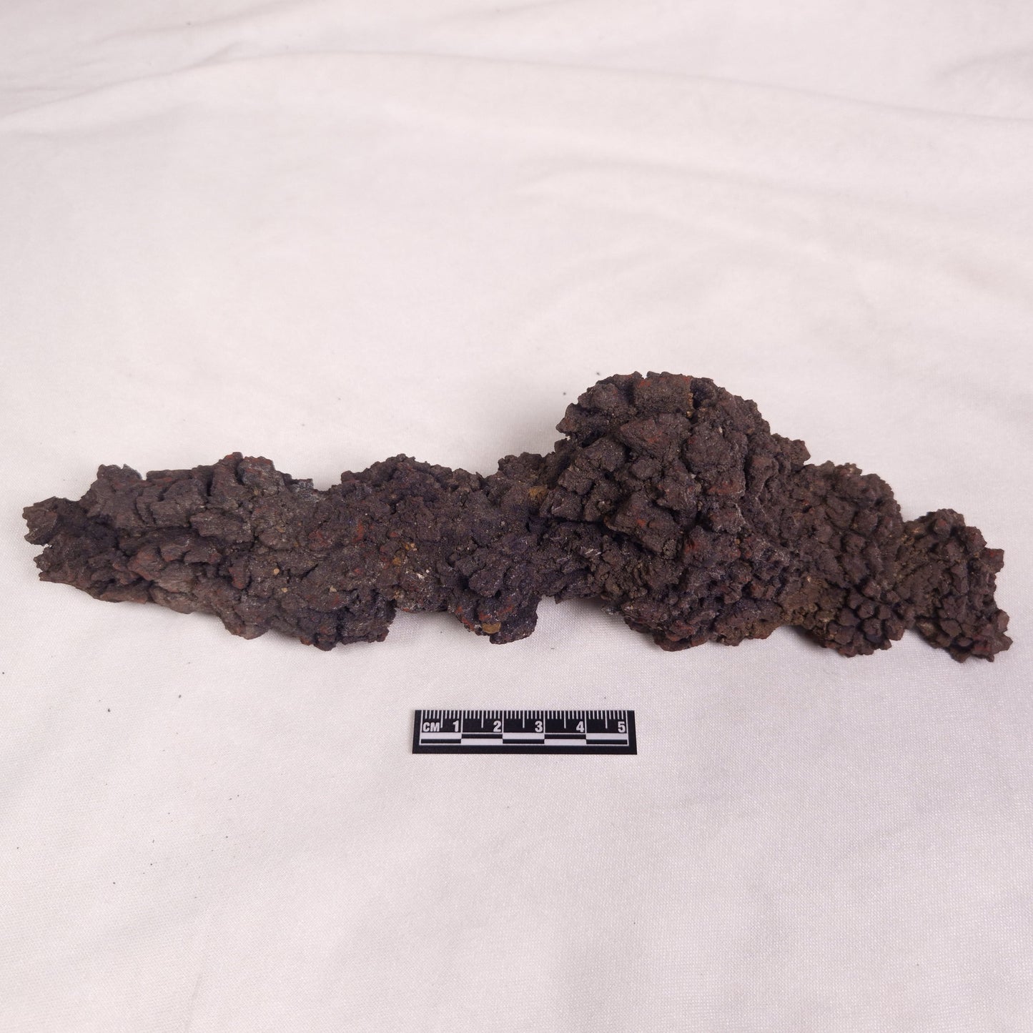 COPROLITE (FOSSILISED POO), Eocene, Madagascar XCF011