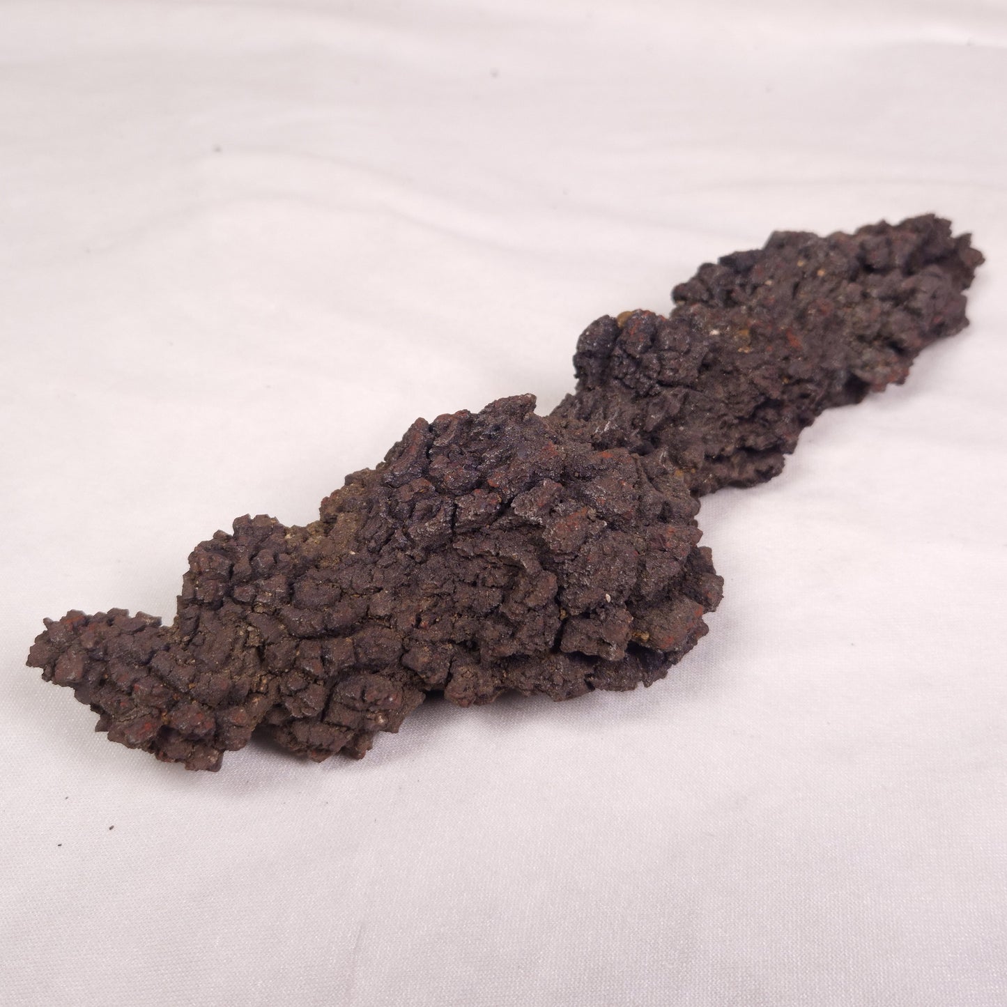 COPROLITE (FOSSILISED POO), Eocene, Madagascar XCF011