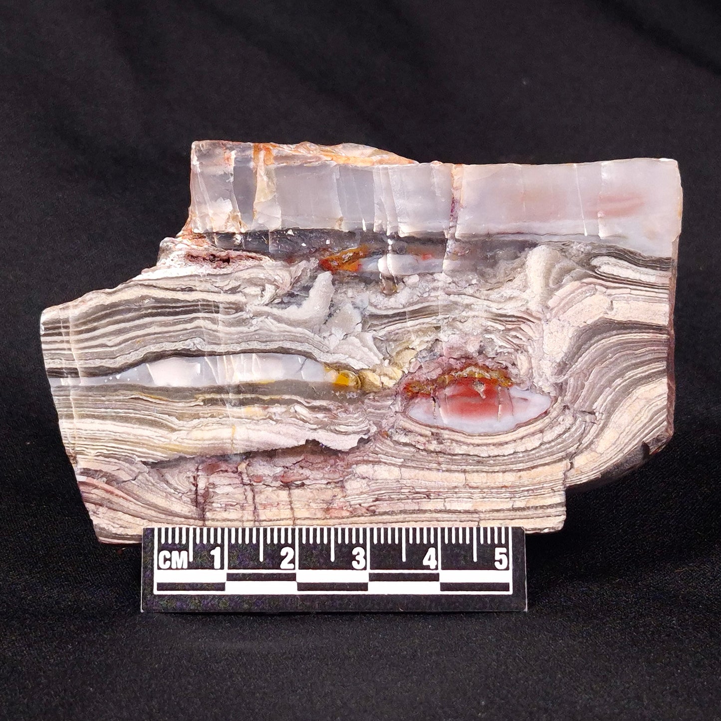 STROMATOLITE, Jerrinah Formation, Proterozoic, Australia ZJF029