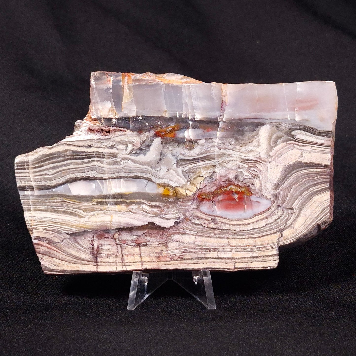 STROMATOLITE, Jerrinah Formation, Proterozoic, Australia ZJF029