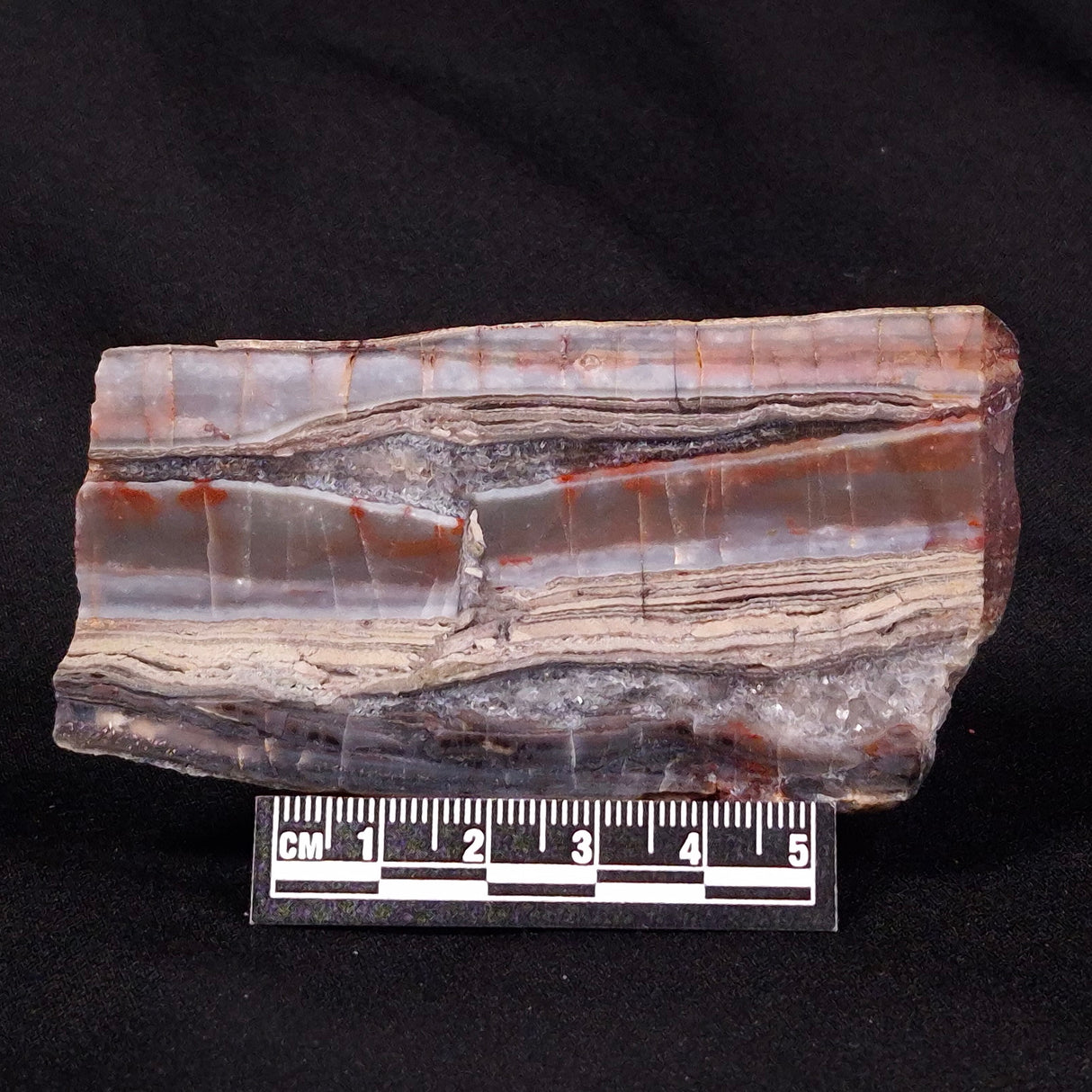 STROMATOLITE, Jerrinah Formation, Proterozoic, Australia ZJF030