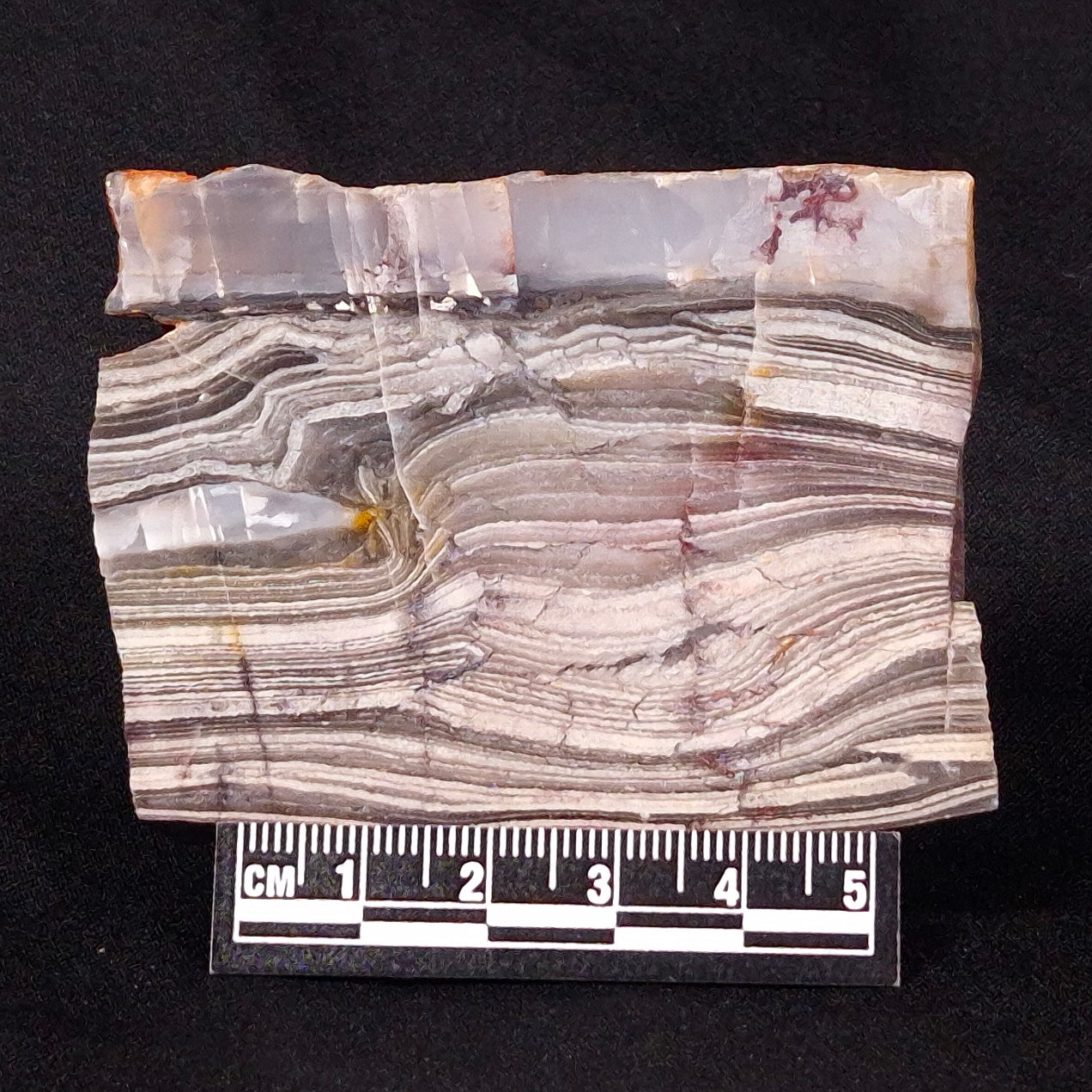 STROMATOLITE, Jerrinah Formation, Proterozoic, Australia ZJF031