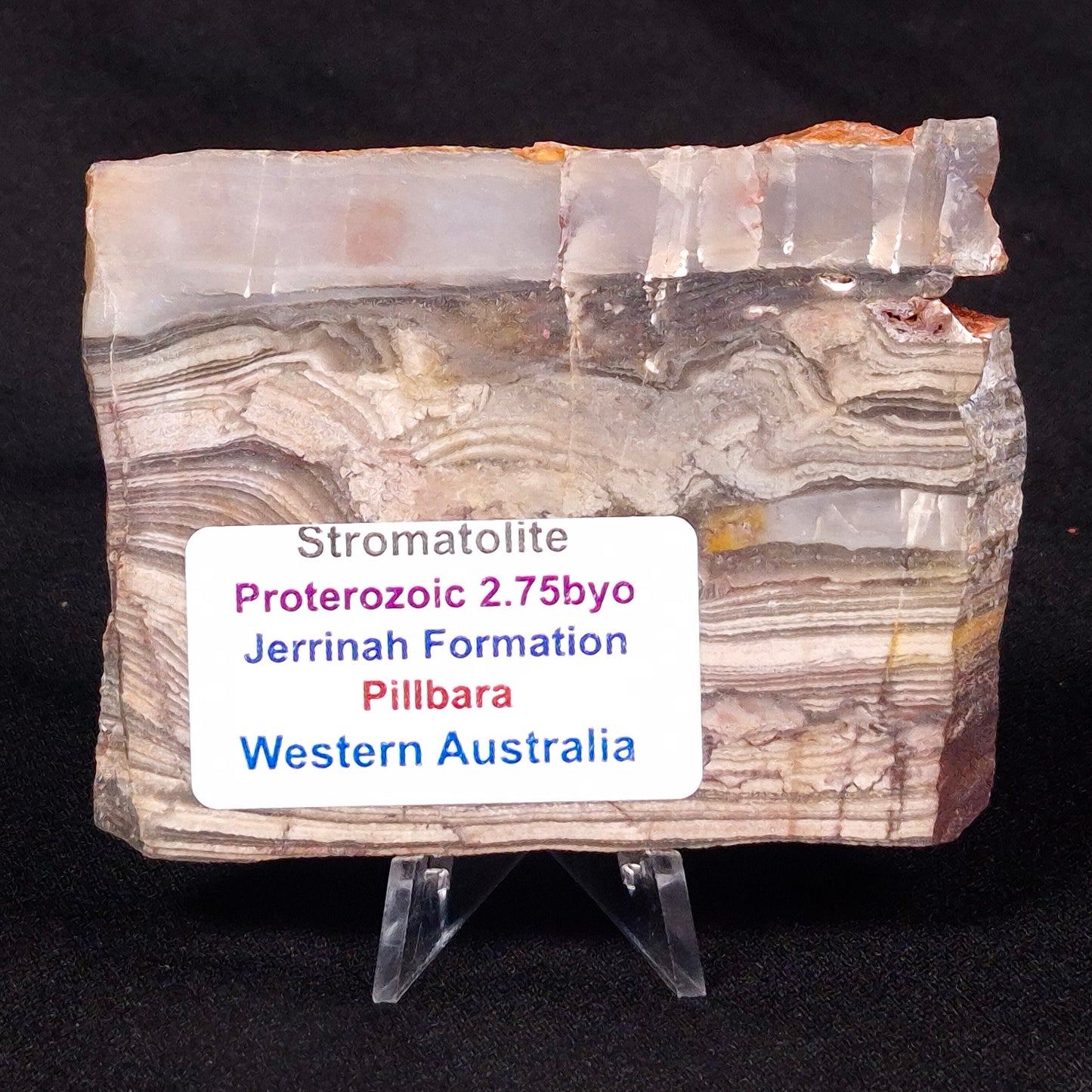 STROMATOLITE, Jerrinah Formation, Proterozoic, Australia ZJF031