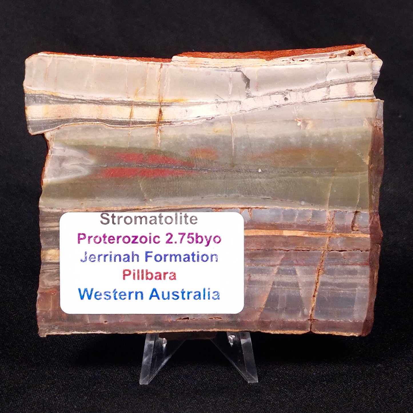 STROMATOLITE, Jerrinah Formation, Proterozoic, Australia ZJF032