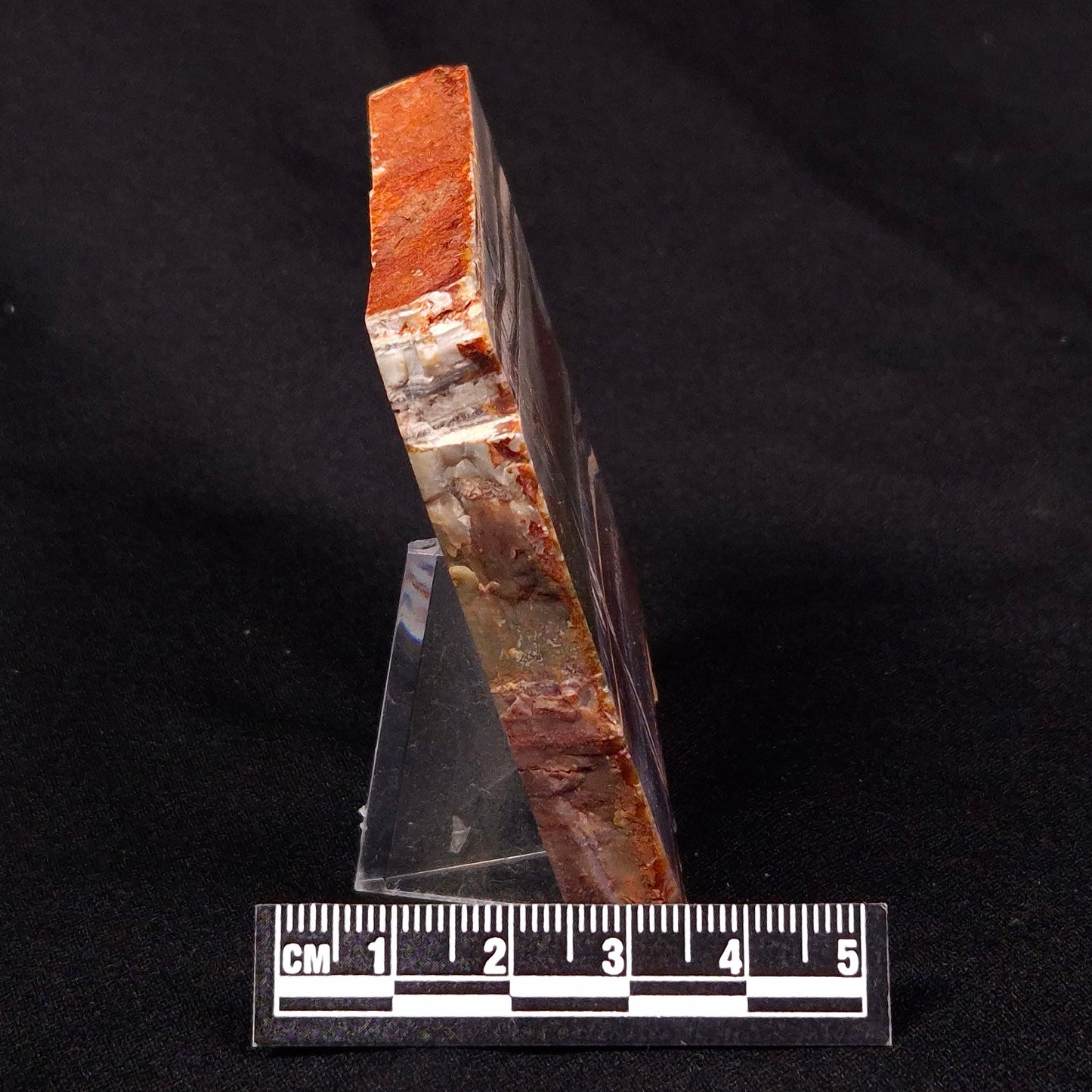 STROMATOLITE, Jerrinah Formation, Proterozoic, Australia ZJF032