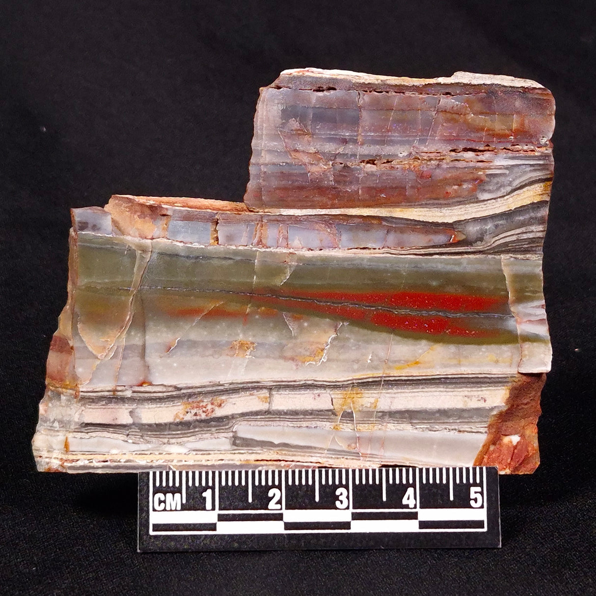 STROMATOLITE, Jerrinah Formation, Proterozoic, Australia ZJF033