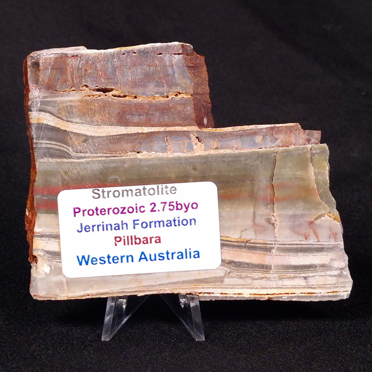 STROMATOLITE, Jerrinah Formation, Proterozoic, Australia ZJF033