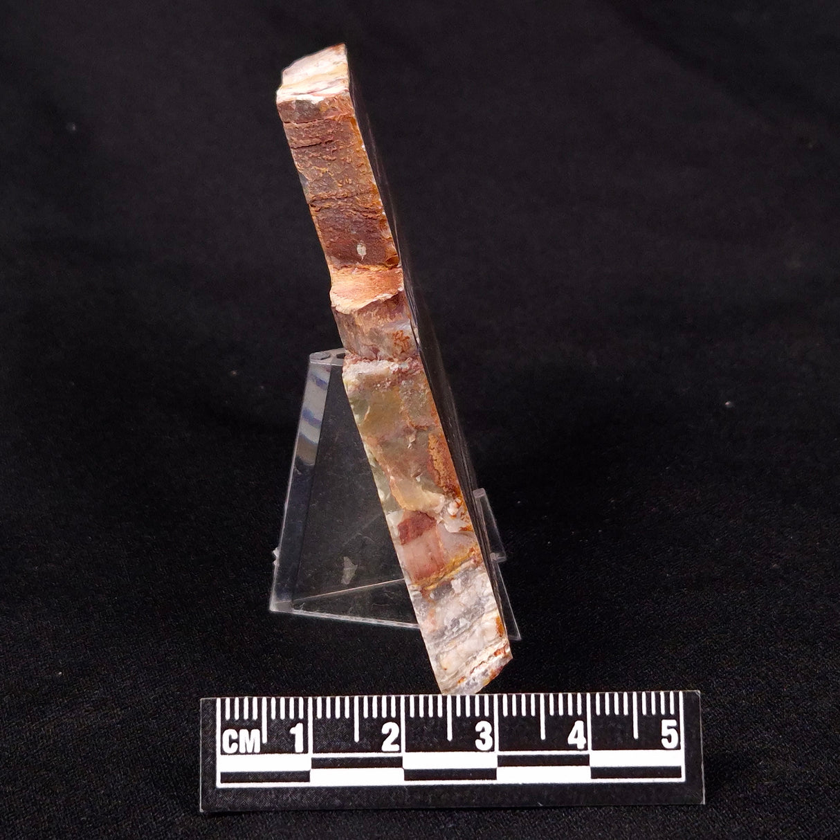 STROMATOLITE, Jerrinah Formation, Proterozoic, Australia ZJF033