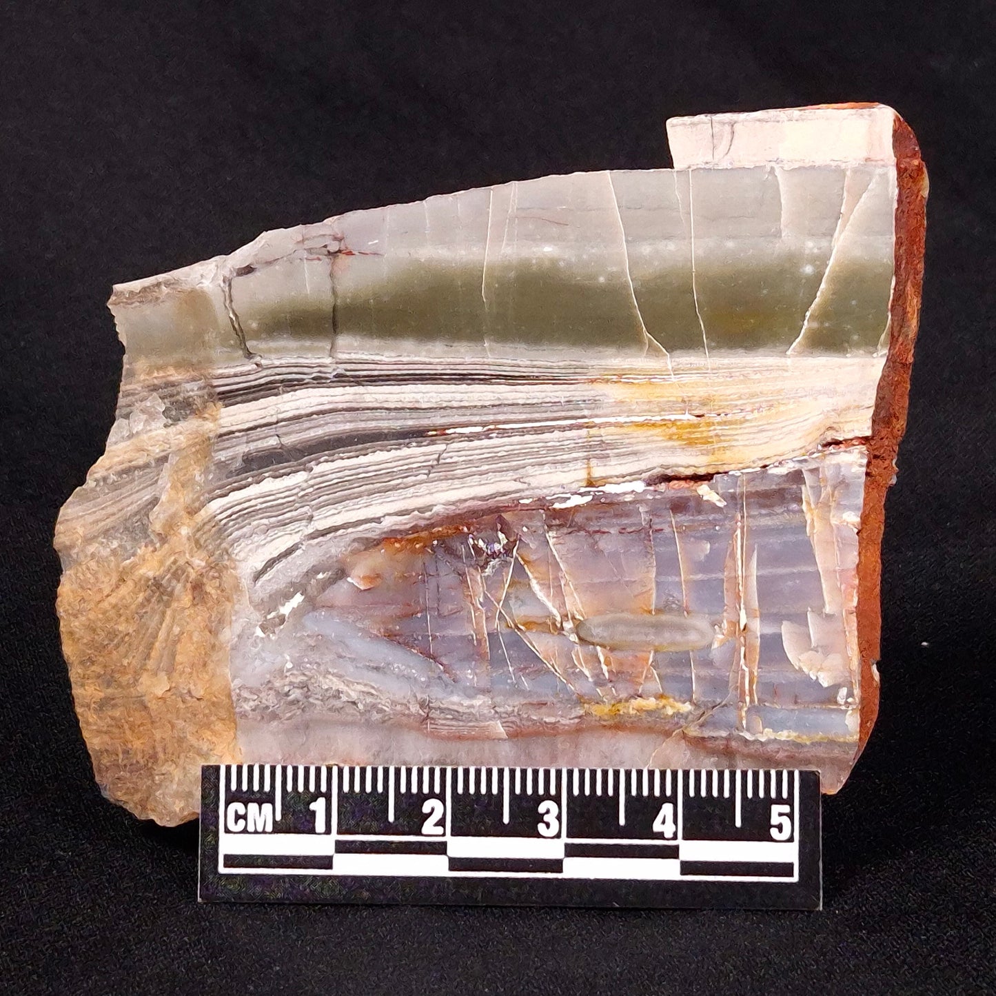 STROMATOLITE, Jerrinah Formation, Proterozoic, Australia ZJF035