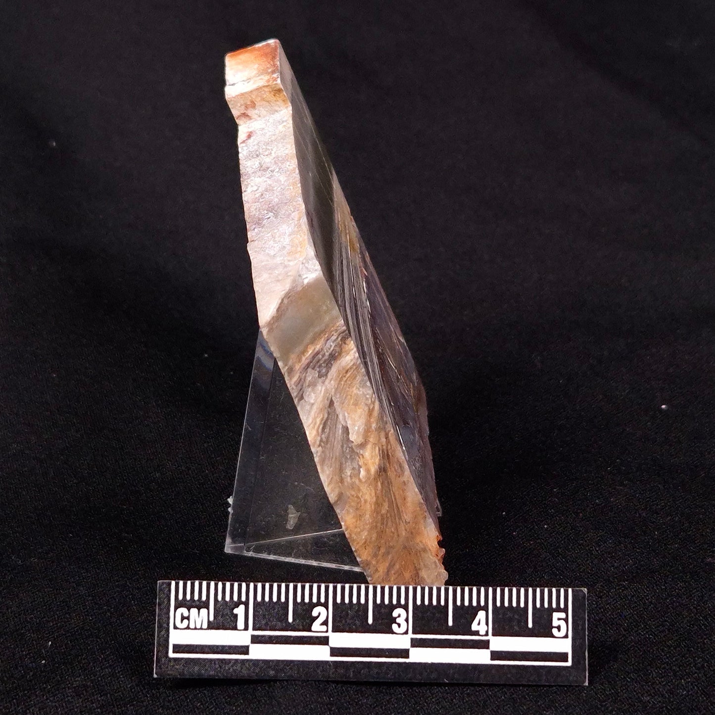 STROMATOLITE, Jerrinah Formation, Proterozoic, Australia ZJF035