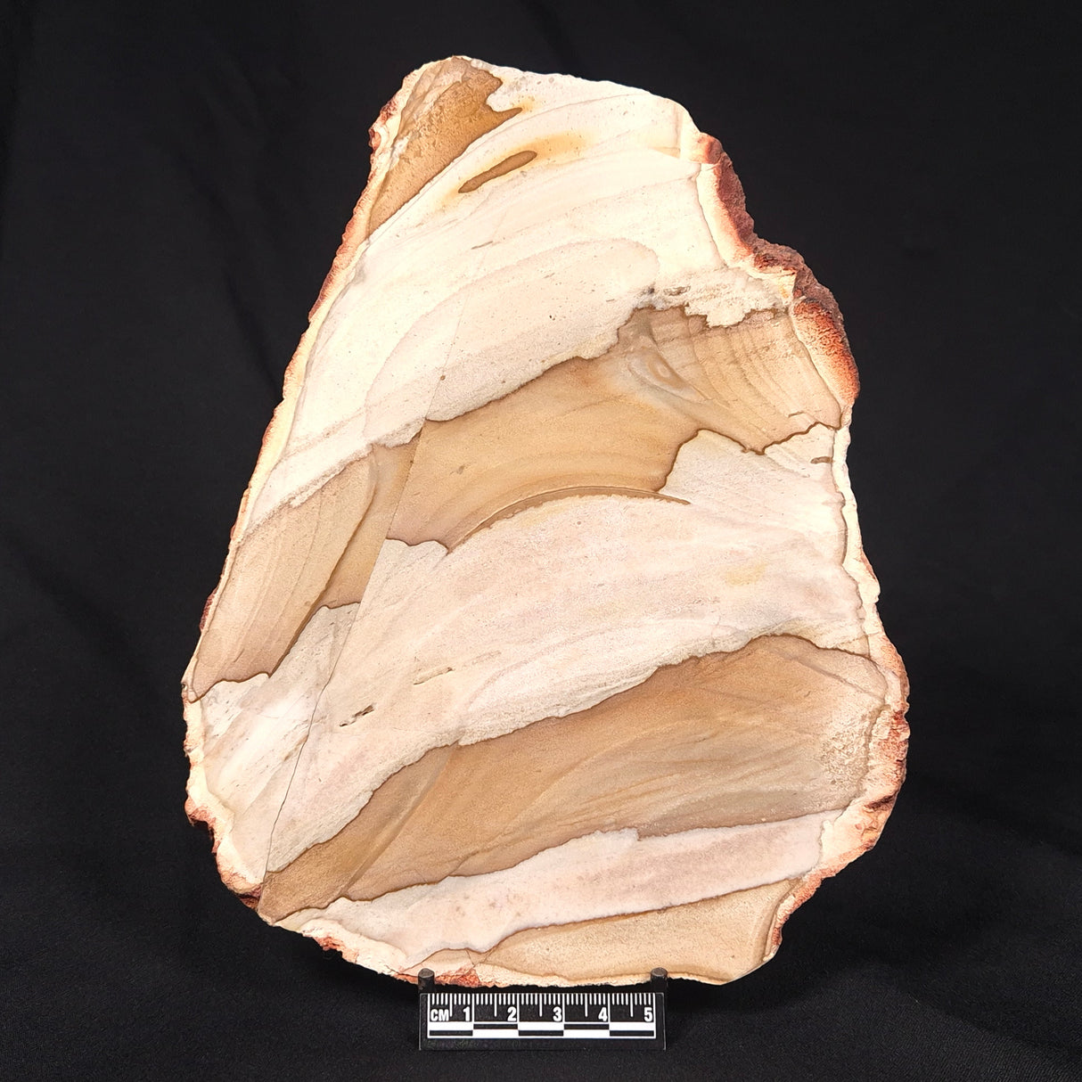 CAMOOWEAL DOLOSTONE CHERT MICROBIAL, Middle Cambrian, Australia ZCD009