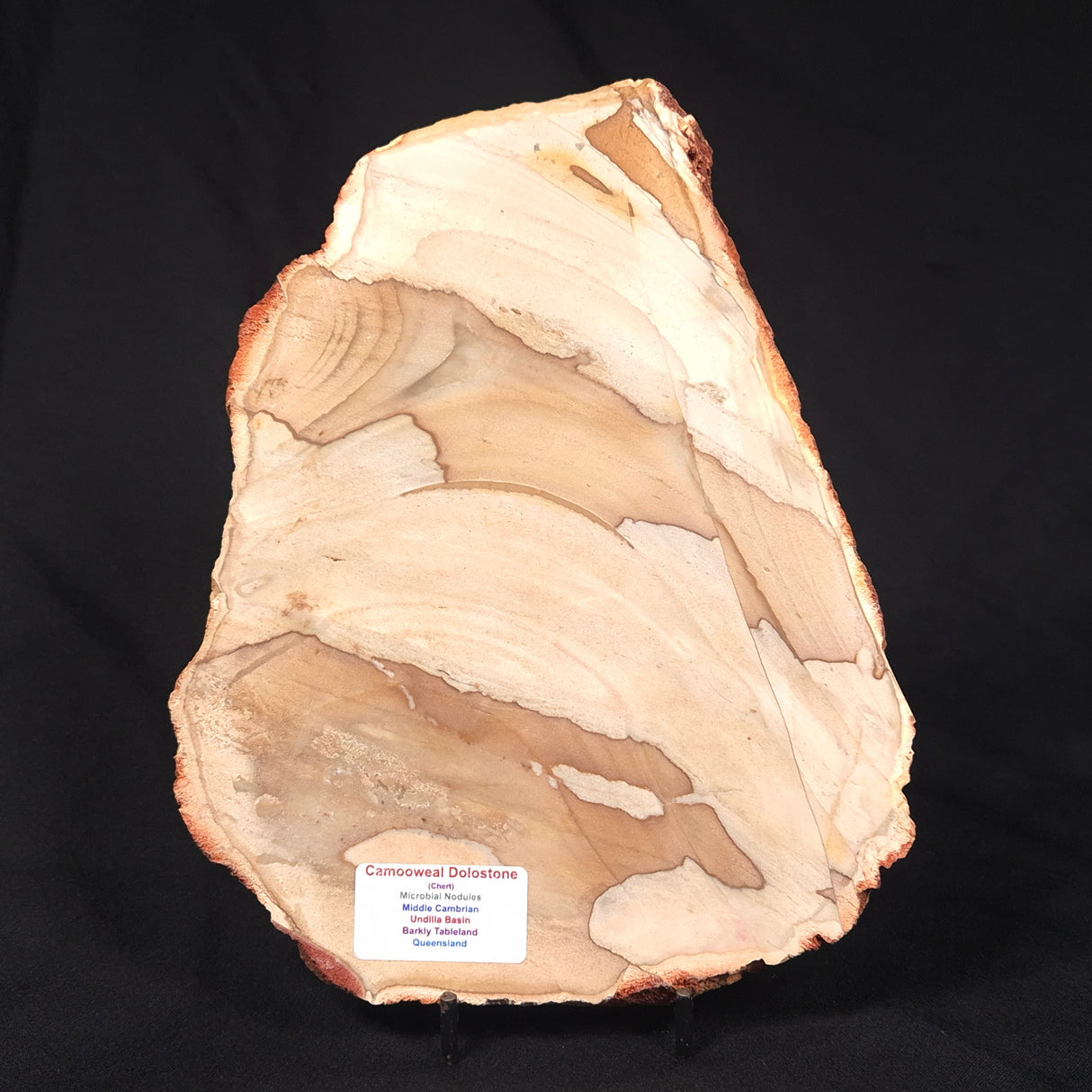 CAMOOWEAL DOLOSTONE CHERT MICROBIAL, Middle Cambrian, Australia ZCD009