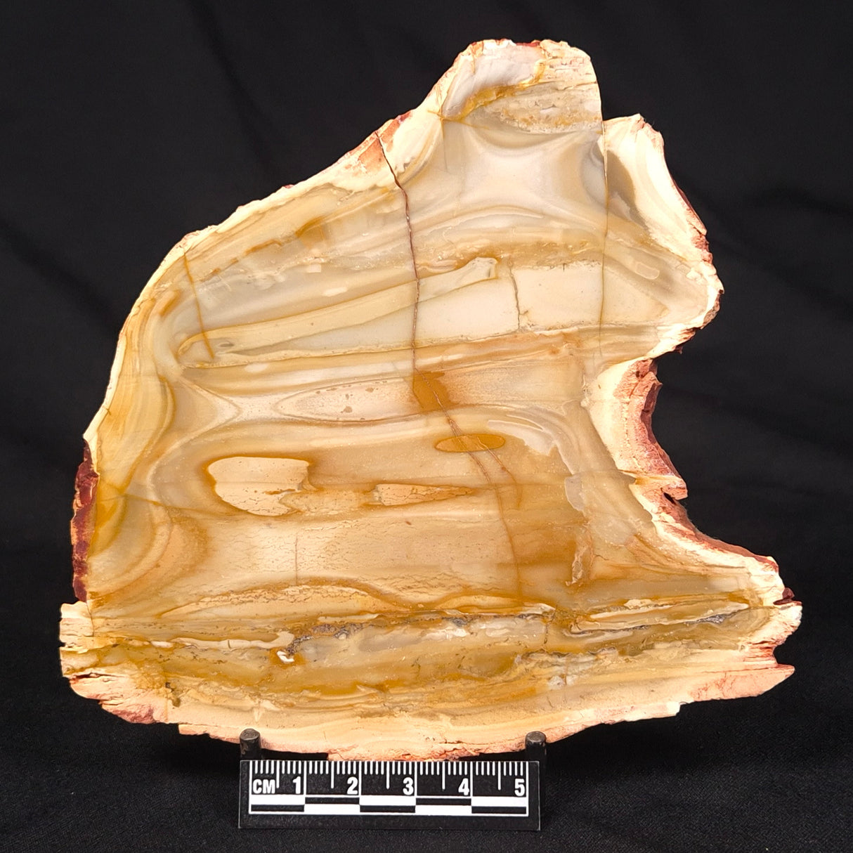 CAMOOWEAL DOLOSTONE CHERT MICROBIAL, Middle Cambrian, Australia ZCD012