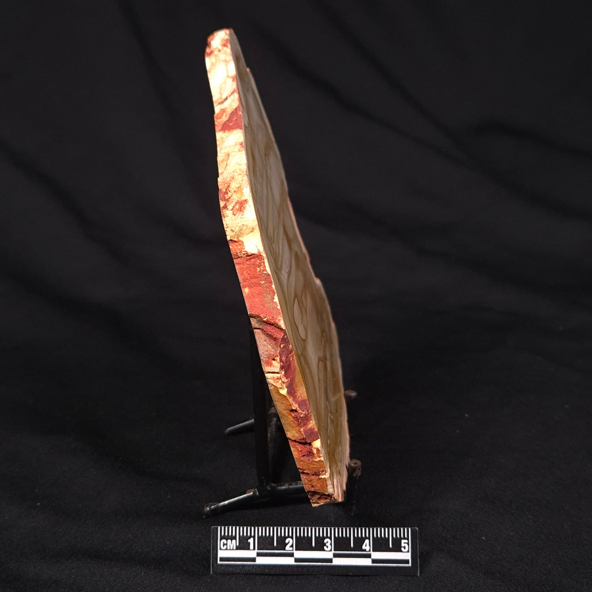 CAMOOWEAL DOLOSTONE CHERT MICROBIAL, Middle Cambrian, Australia ZCD012