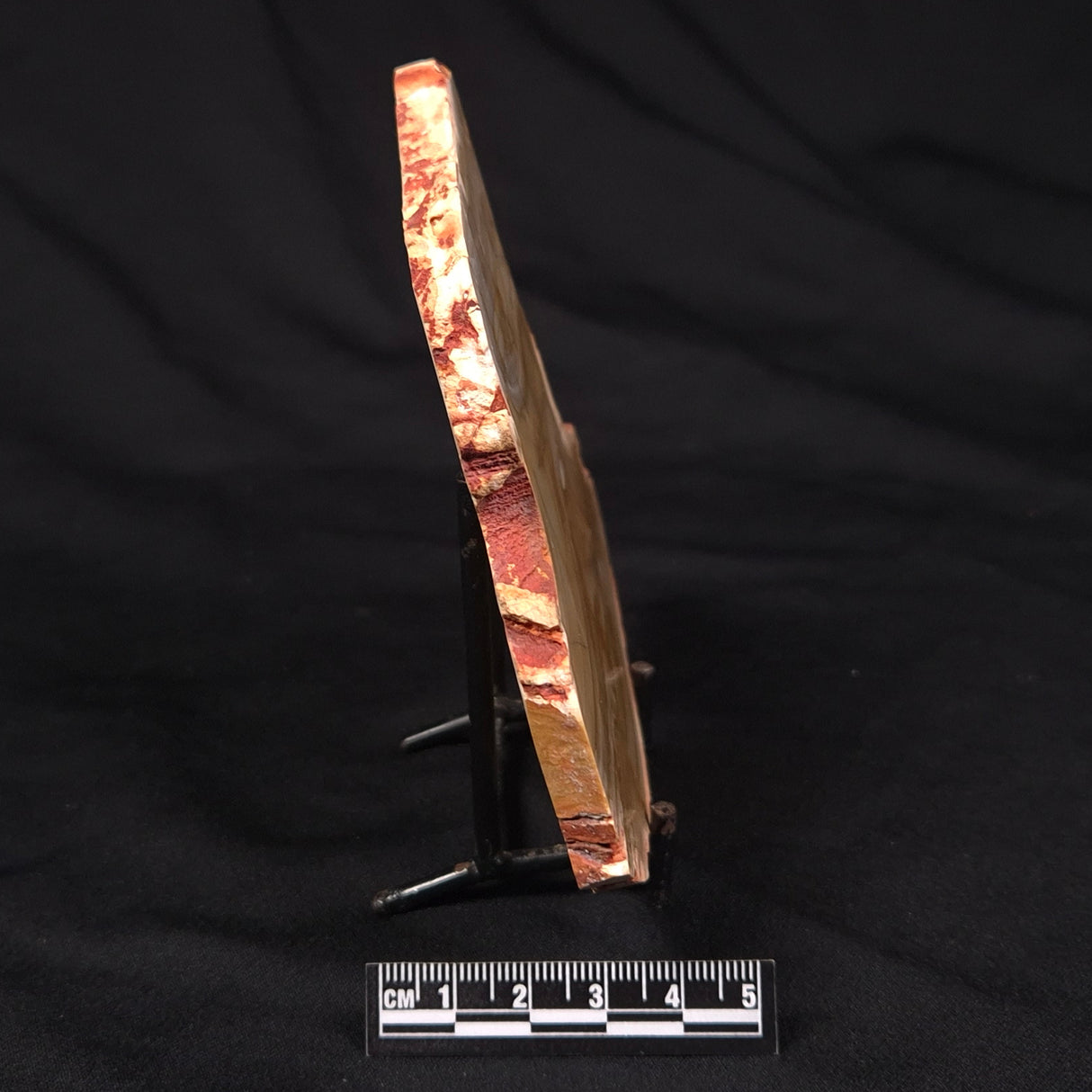 CAMOOWEAL DOLOSTONE CHERT MICROBIAL, Middle Cambrian, Australia ZCD014