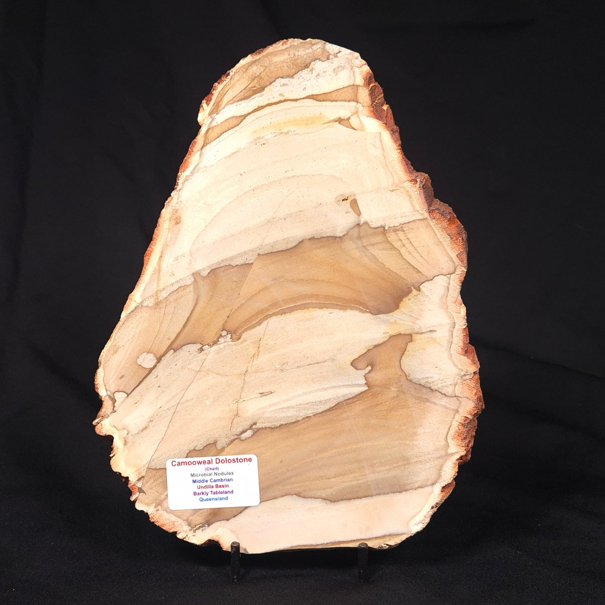 CAMOOWEAL DOLOSTONE CHERT MICROBIAL, Middle Cambrian, Australia ZCD015