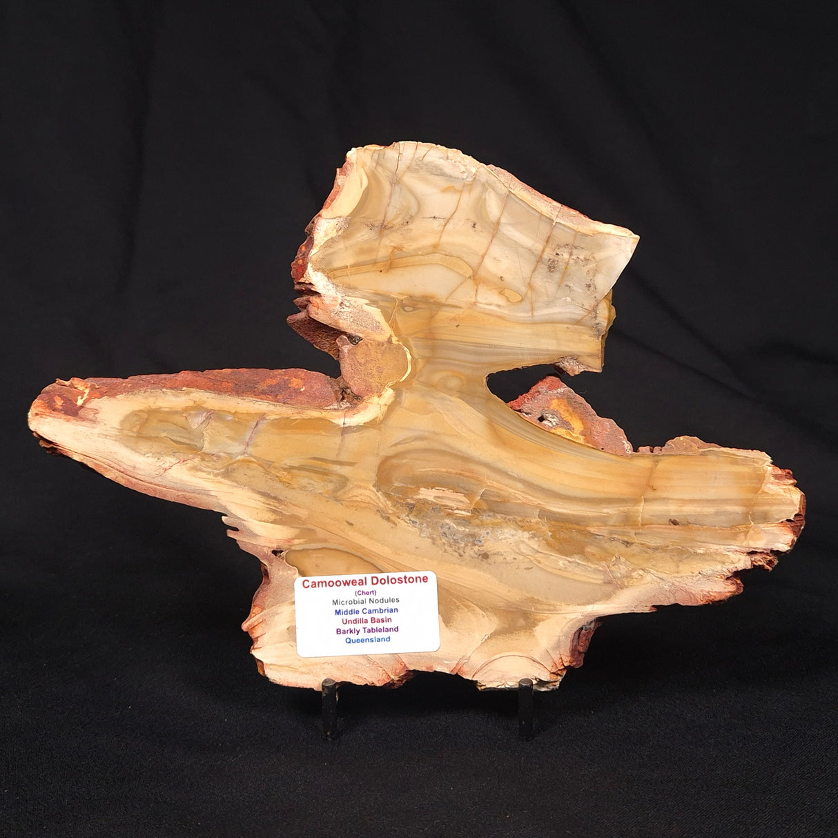 CAMOOWEAL DOLOSTONE CHERT MICROBIAL, Middle Cambrian, Australia ZCD016