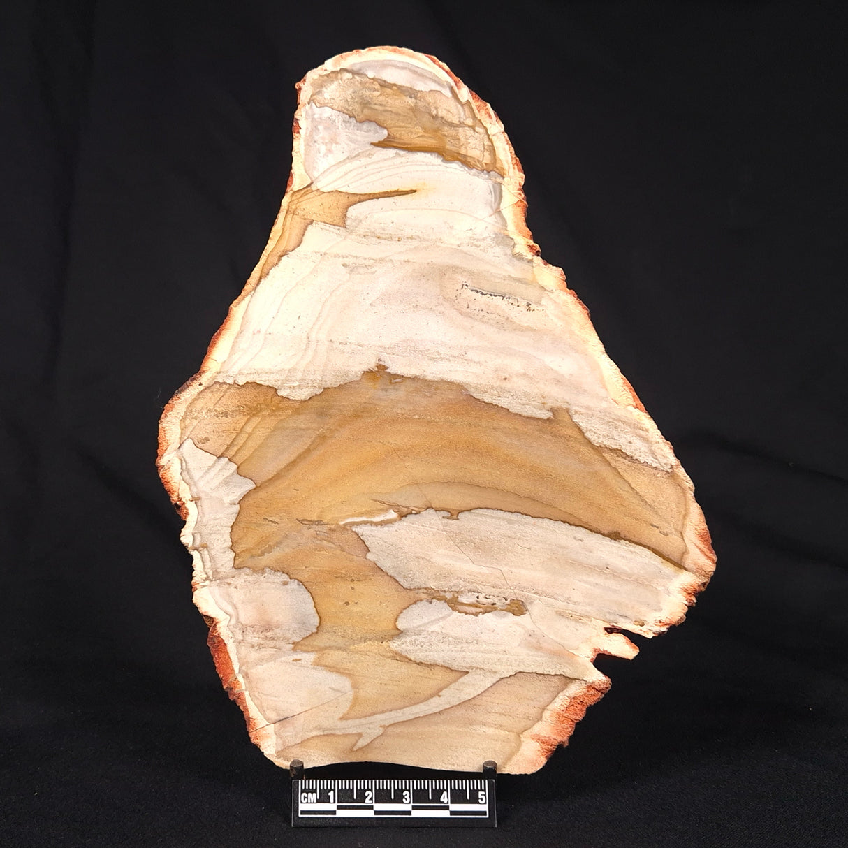 CAMOOWEAL DOLOSTONE CHERT MICROBIAL, Middle Cambrian, Australia ZCD017