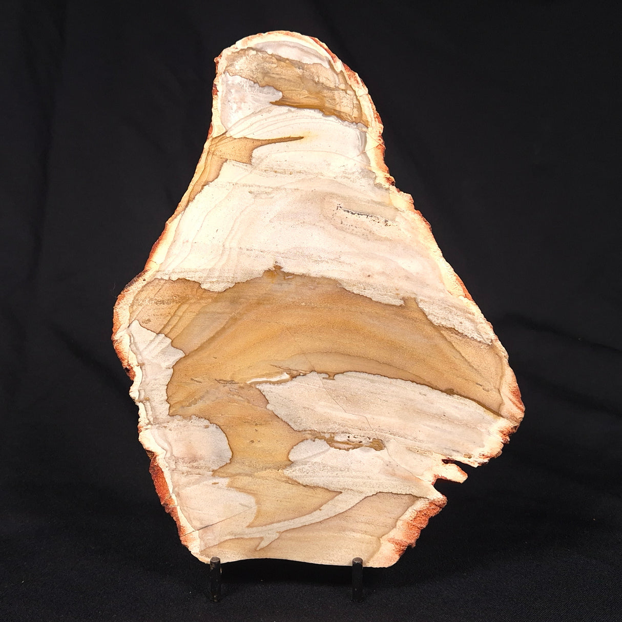 CAMOOWEAL DOLOSTONE CHERT MICROBIAL, Middle Cambrian, Australia ZCD017