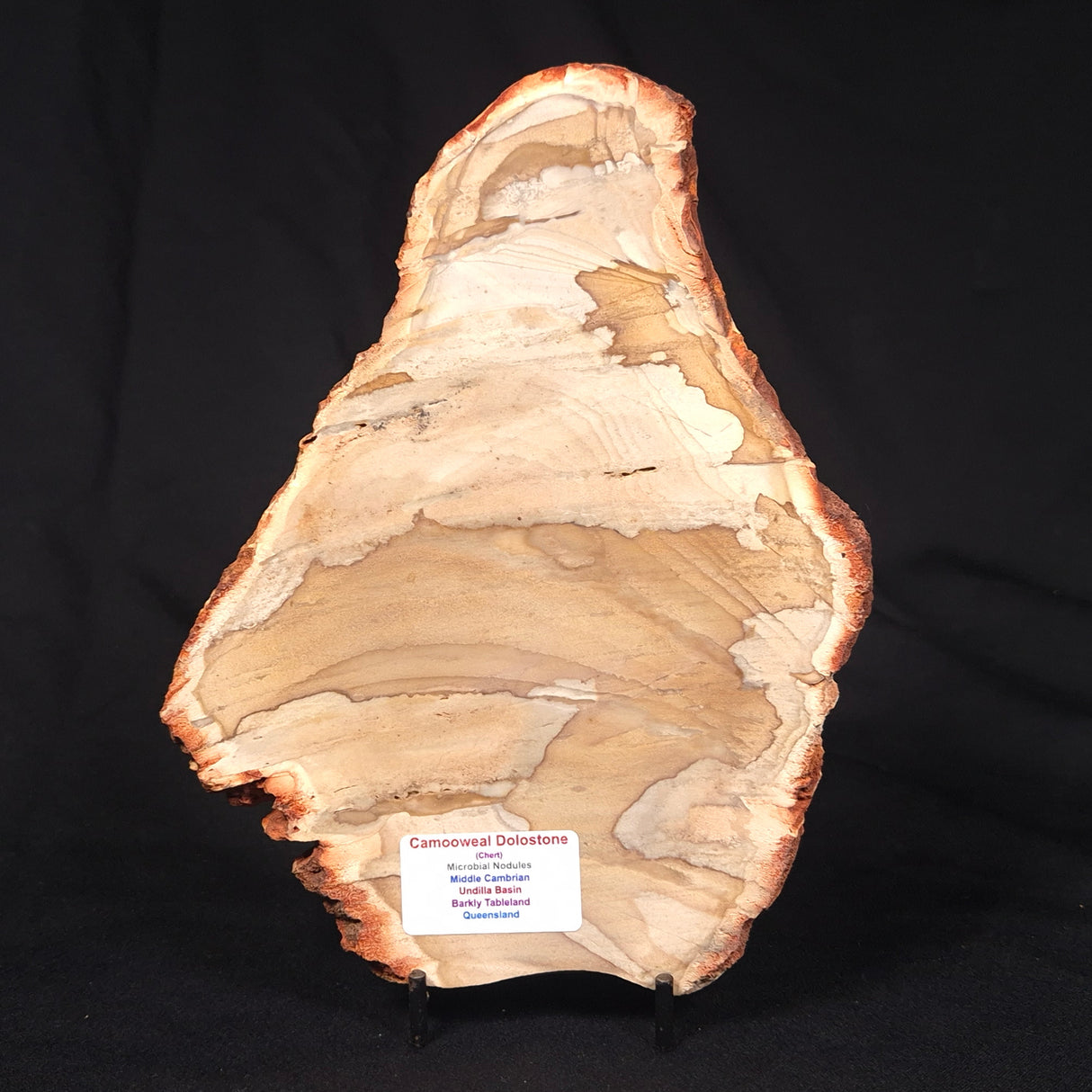 CAMOOWEAL DOLOSTONE CHERT MICROBIAL, Middle Cambrian, Australia ZCD017