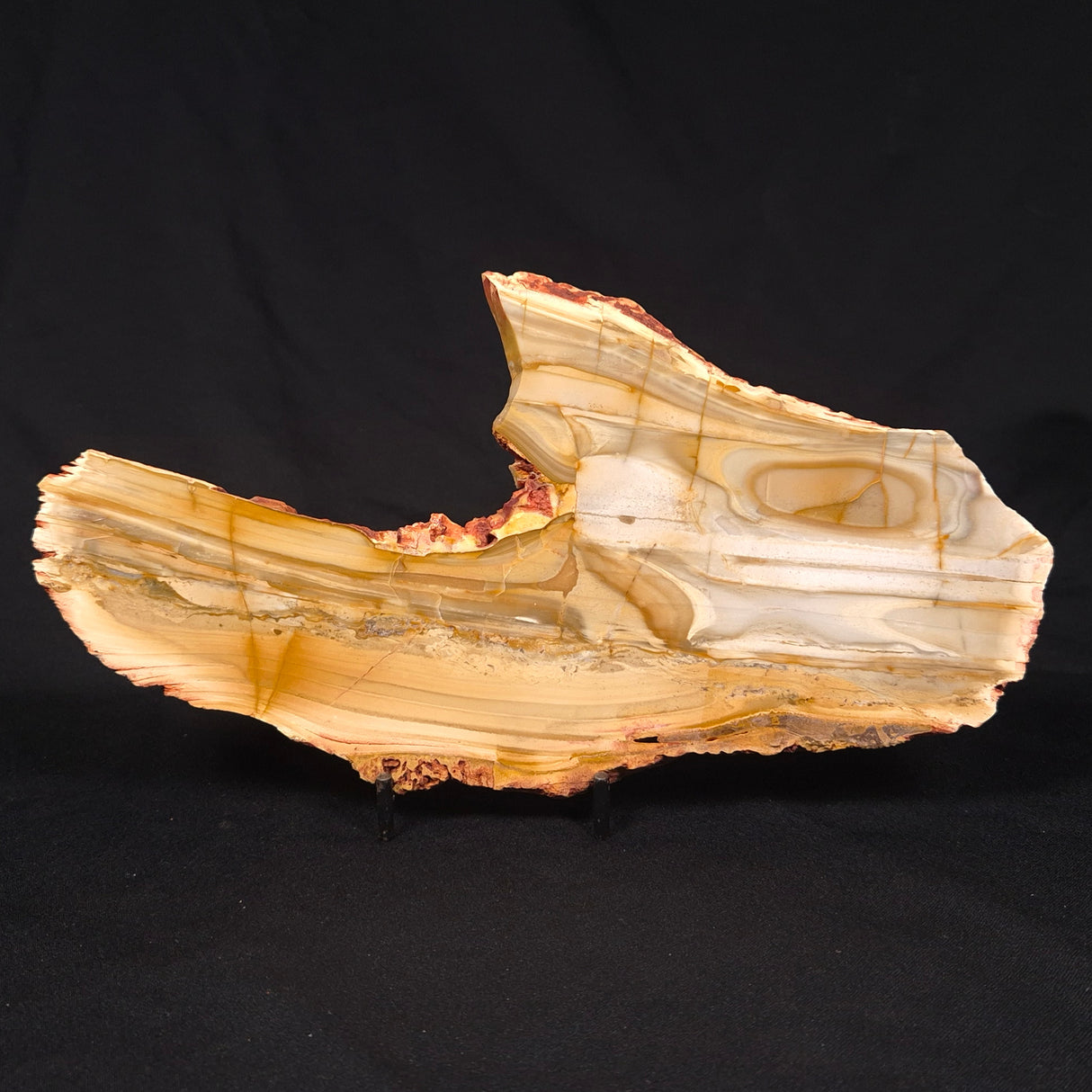 CAMOOWEAL DOLOSTONE CHERT MICROBIAL, Middle Cambrian, Australia ZCD018