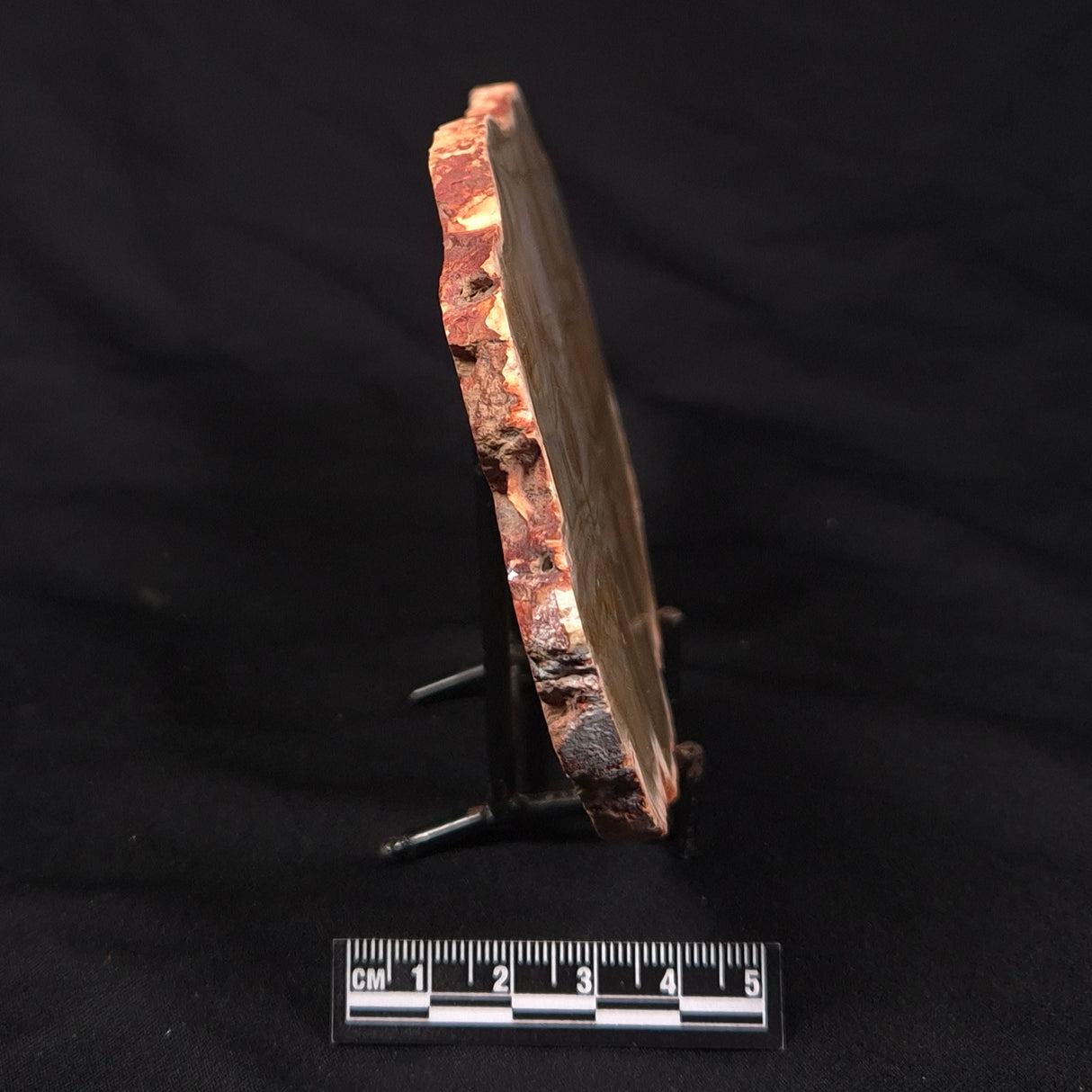 CAMOOWEAL DOLOSTONE CHERT MICROBIAL, Middle Cambrian, Australia ZCD019