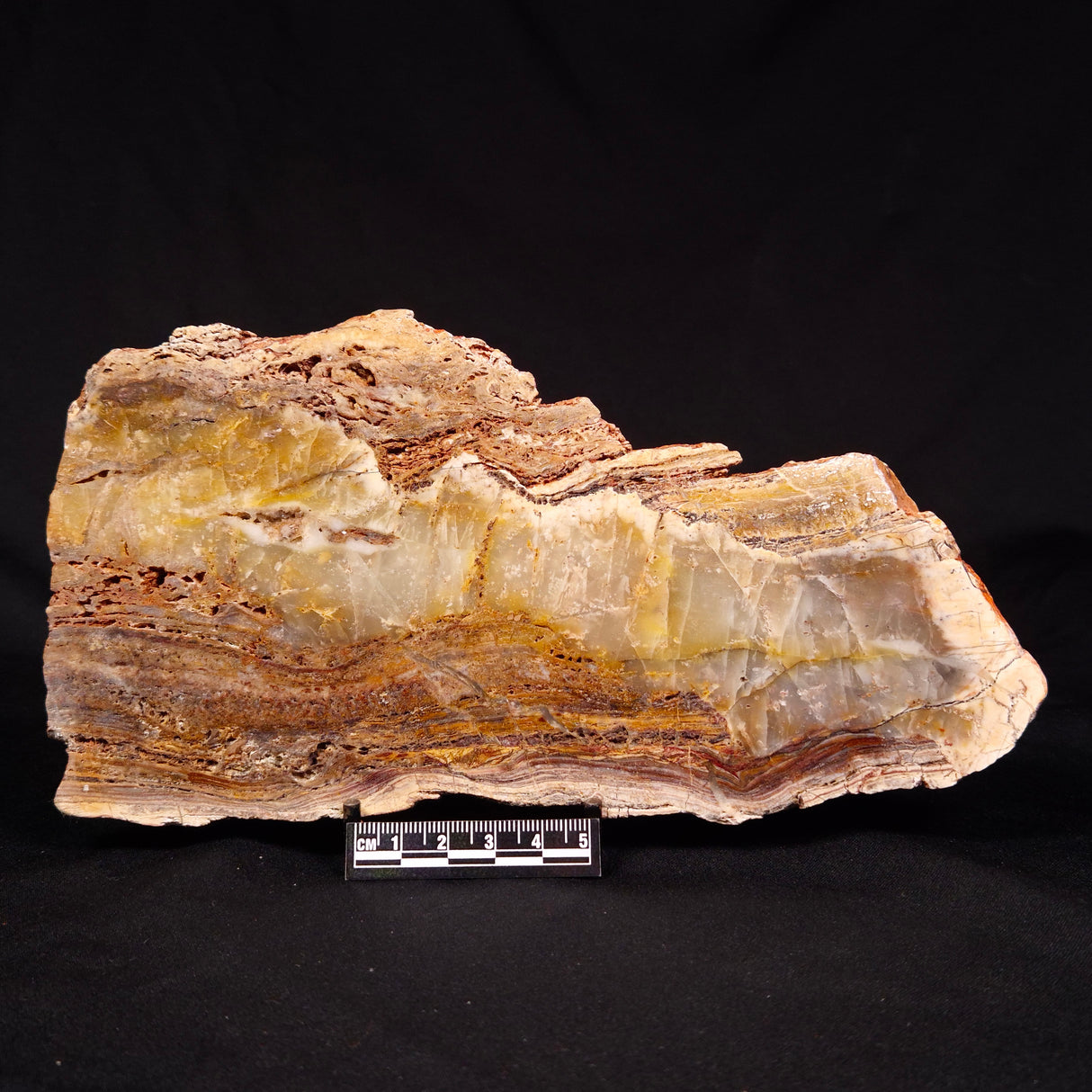 STROMATOLITE MICROBIAL MAT, Archean, Dresser Formation, Australia ZDF018