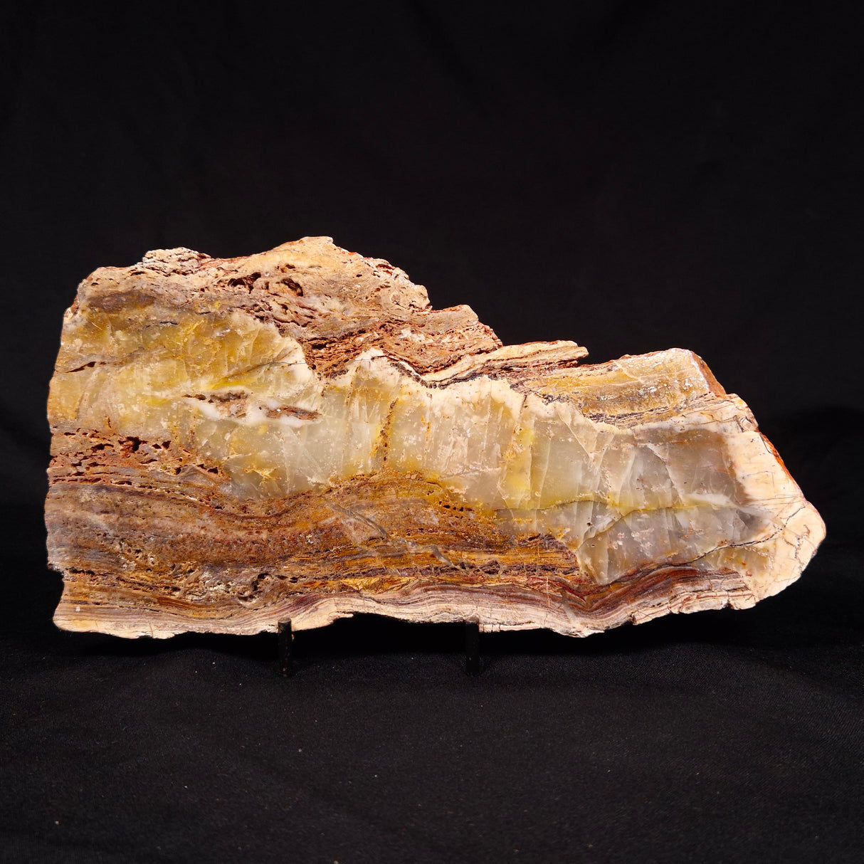 STROMATOLITE MICROBIAL MAT, Archean, Dresser Formation, Australia ZDF018