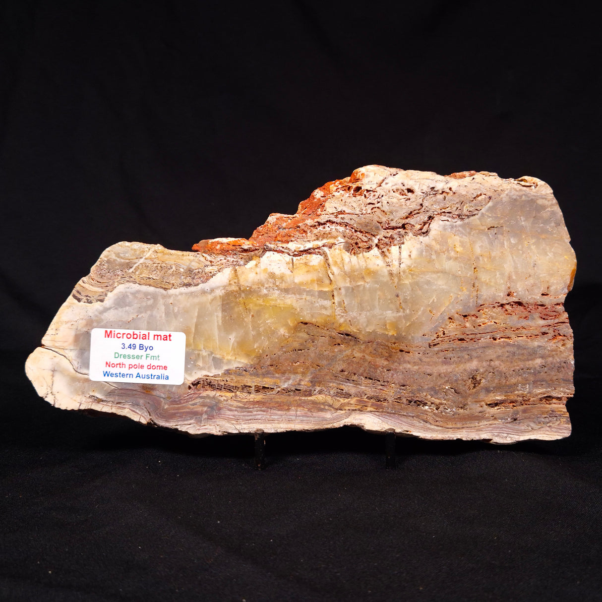 STROMATOLITE MICROBIAL MAT, Archean, Dresser Formation, Australia ZDF018