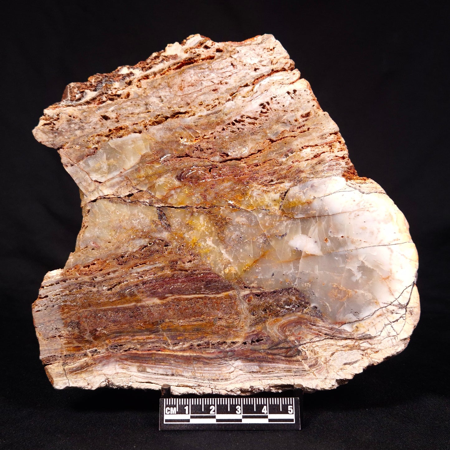 STROMATOLITE MICROBIAL MAT, Archean, Dresser Formation, Australia ZDF019