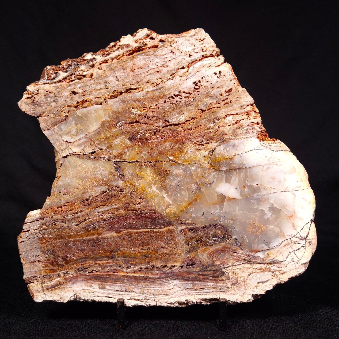 STROMATOLITE MICROBIAL MAT, Archean, Dresser Formation, Australia ZDF019