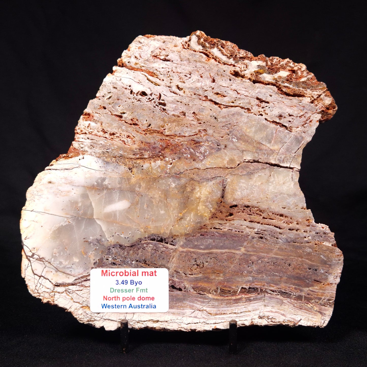 STROMATOLITE MICROBIAL MAT, Archean, Dresser Formation, Australia ZDF019
