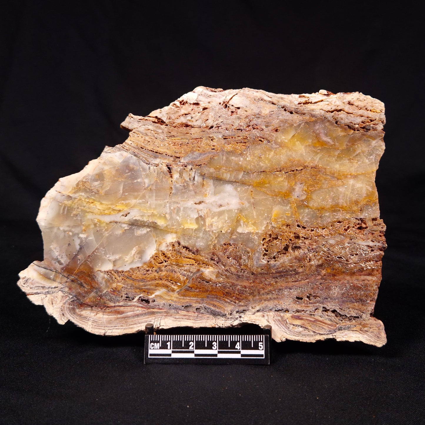 STROMATOLITE MICROBIAL MAT, Archean, Dresser Formation, Australia ZDF020