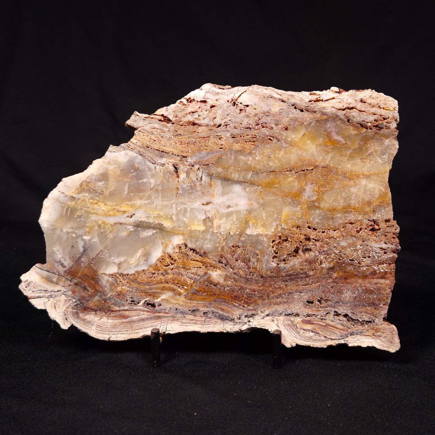 STROMATOLITE MICROBIAL MAT, Archean, Dresser Formation, Australia ZDF020