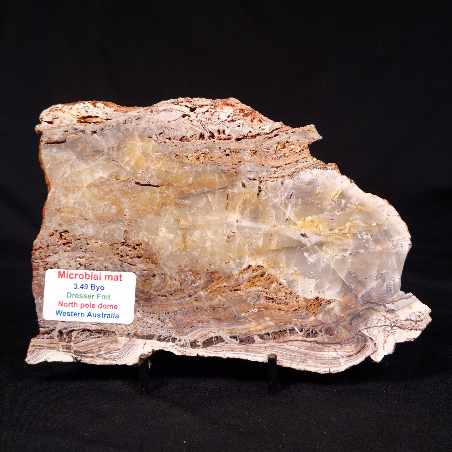 STROMATOLITE MICROBIAL MAT, Archean, Dresser Formation, Australia ZDF020