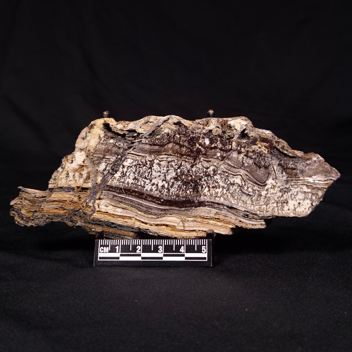 STROMATOLITE MICROBIAL MAT, Archean, Dresser Formation, Australia ZDF021