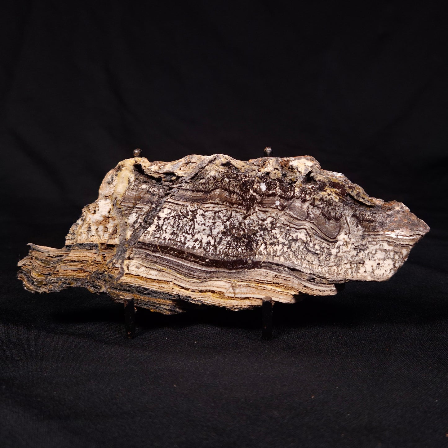 STROMATOLITE MICROBIAL MAT, Archean, Dresser Formation, Australia ZDF021