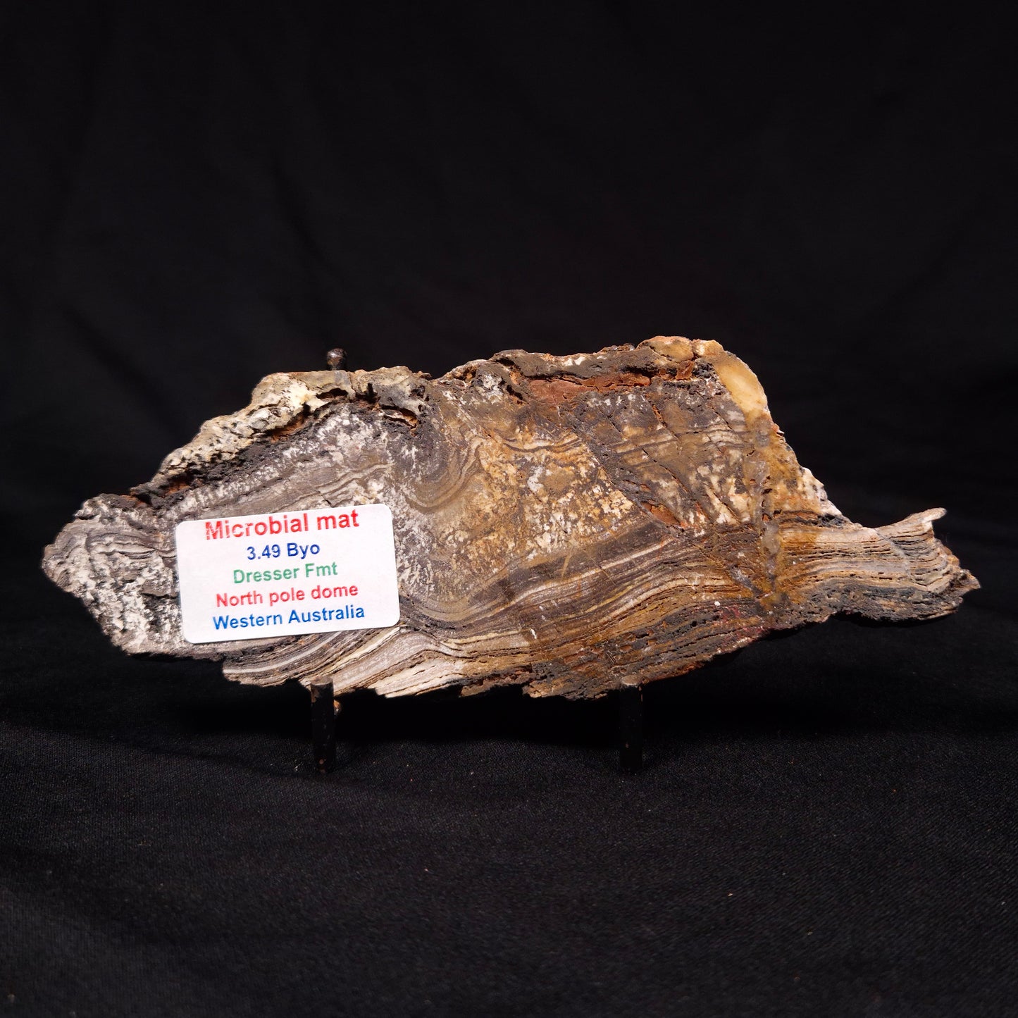 STROMATOLITE MICROBIAL MAT, Archean, Dresser Formation, Australia ZDF021