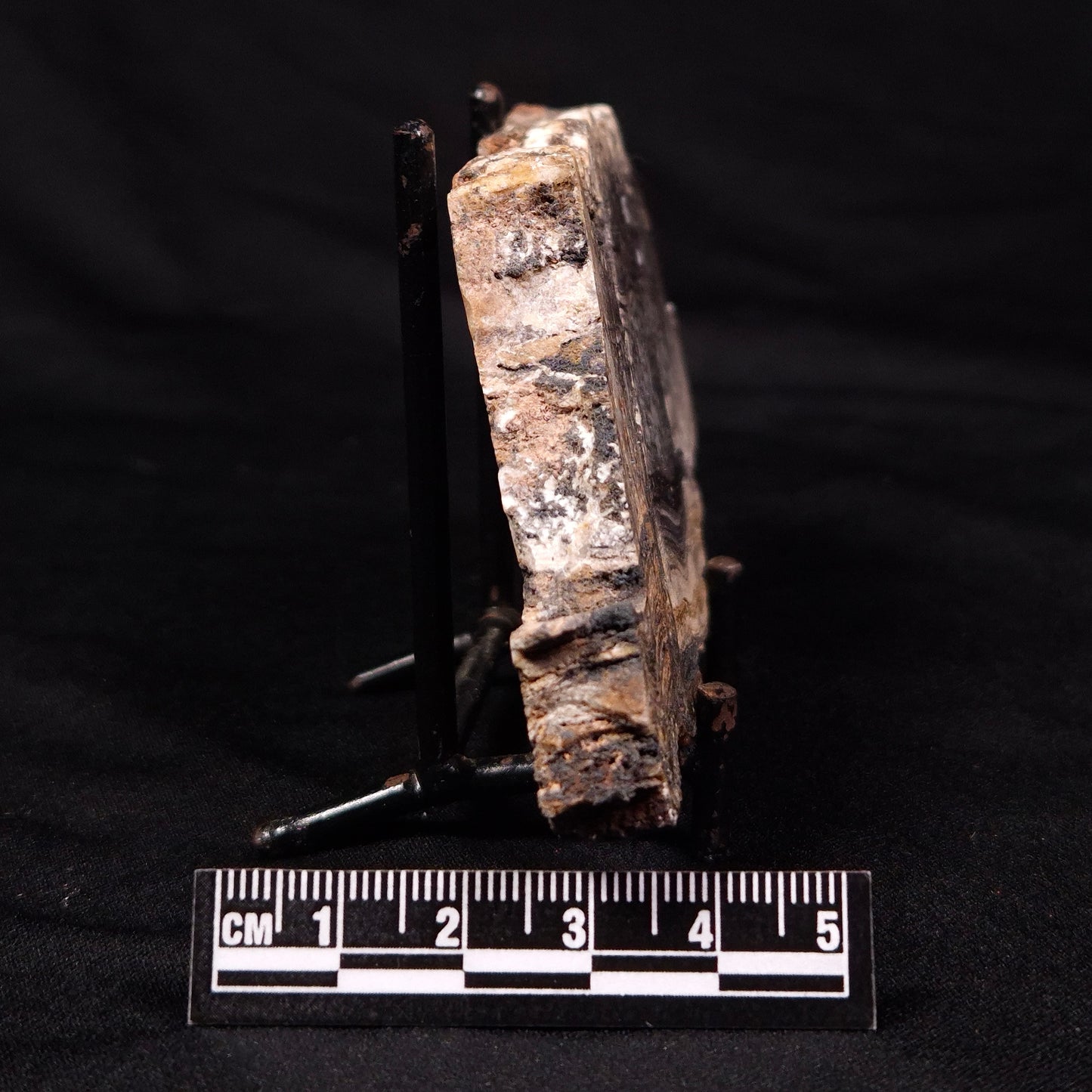 STROMATOLITE MICROBIAL MAT, Archean, Dresser Formation, Australia ZDF021