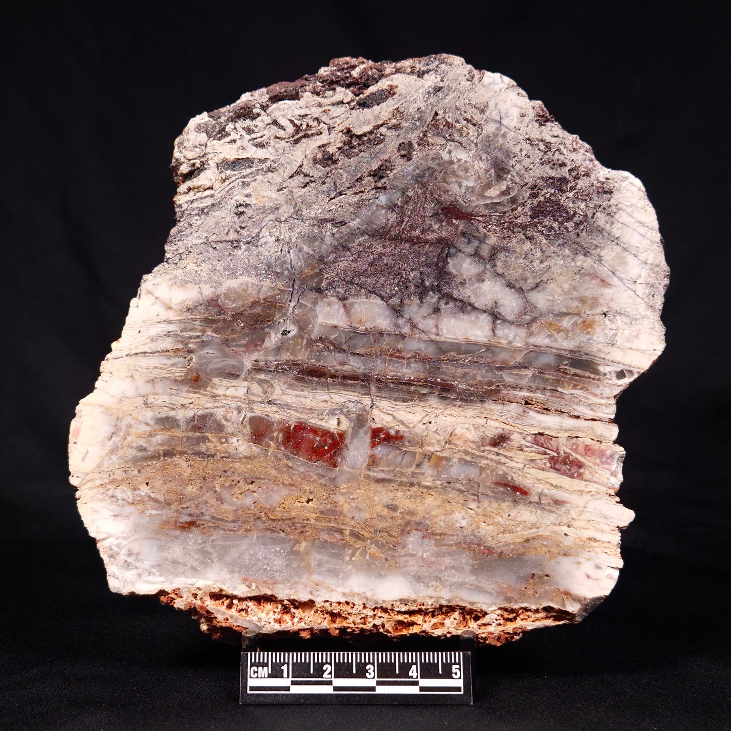 STROMATOLITE MICROBIAL MAT, Archean, Dresser Formation, Australia ZDF022