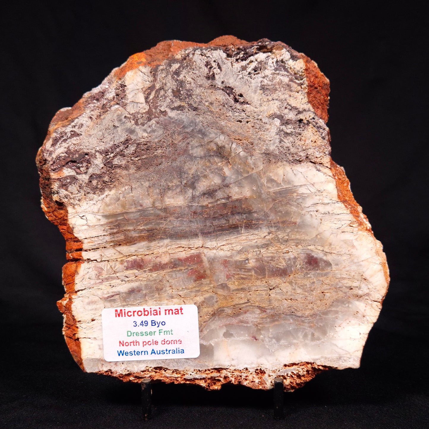 STROMATOLITE MICROBIAL MAT, Archean, Dresser Formation, Australia ZDF022