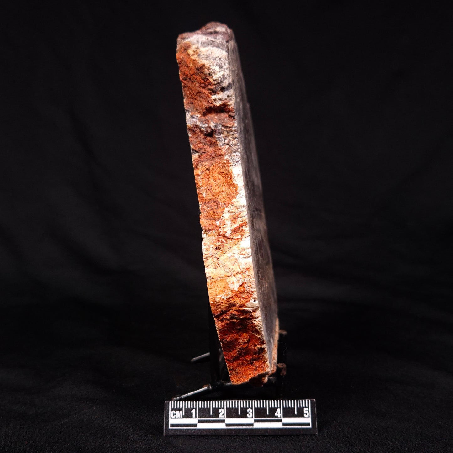 STROMATOLITE MICROBIAL MAT, Archean, Dresser Formation, Australia ZDF022