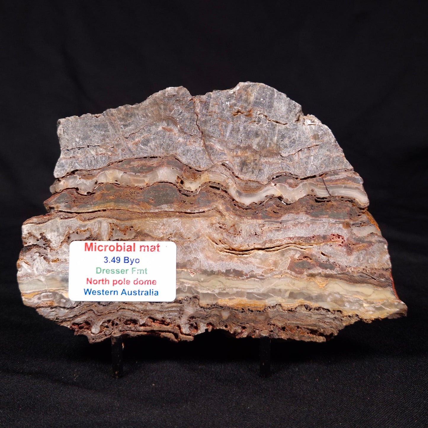 STROMATOLITE MICROBIAL MAT, Archean, Dresser Formation, Australia ZDF023
