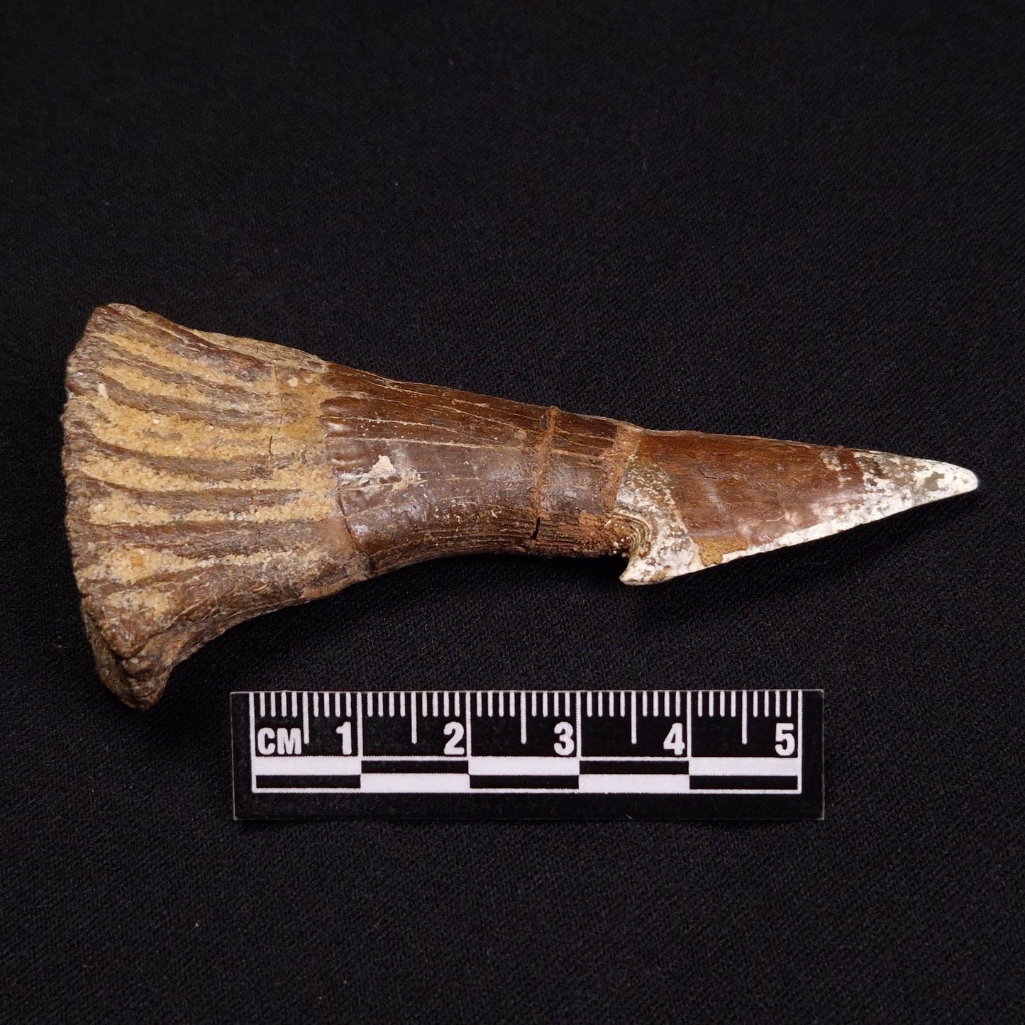 SAWFISH ROSTRAL BARB FOSSIL, Late Cretaceous, Morocco XSF001