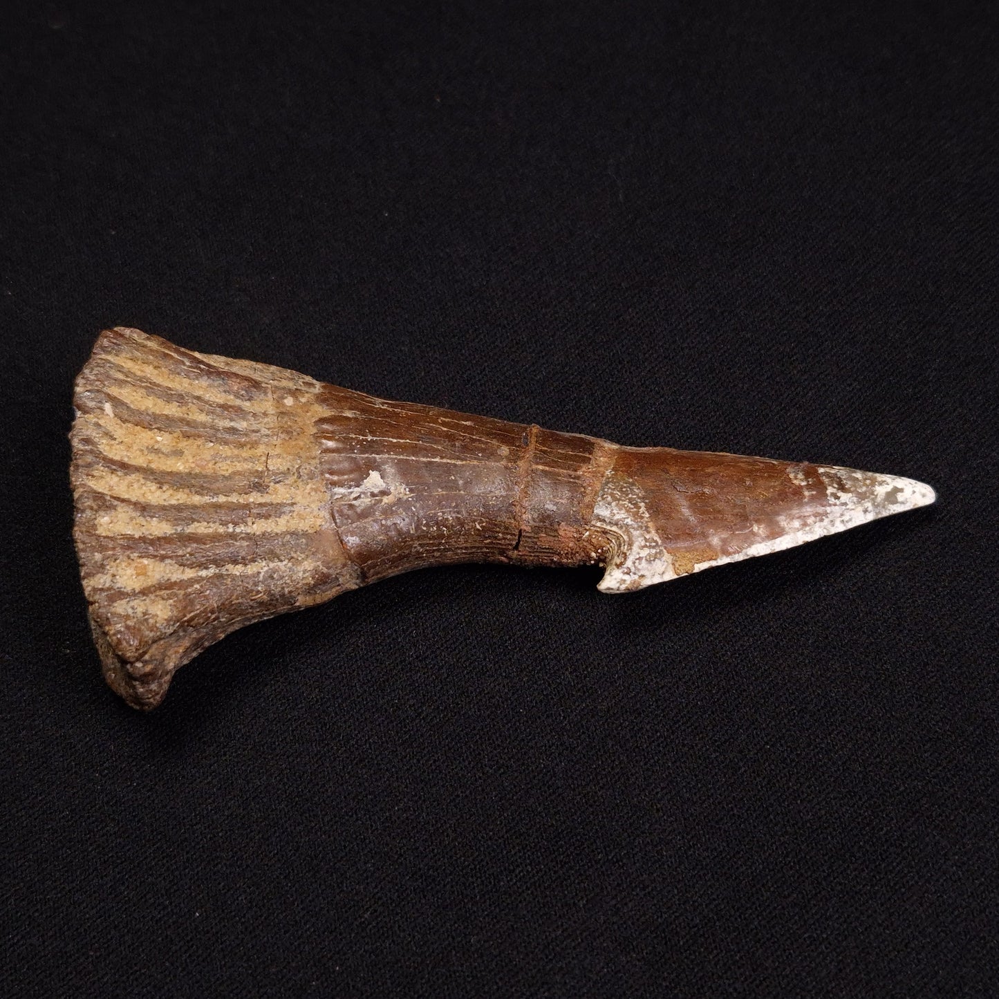 SAWFISH ROSTRAL BARB FOSSIL, Late Cretaceous, Morocco XSF001