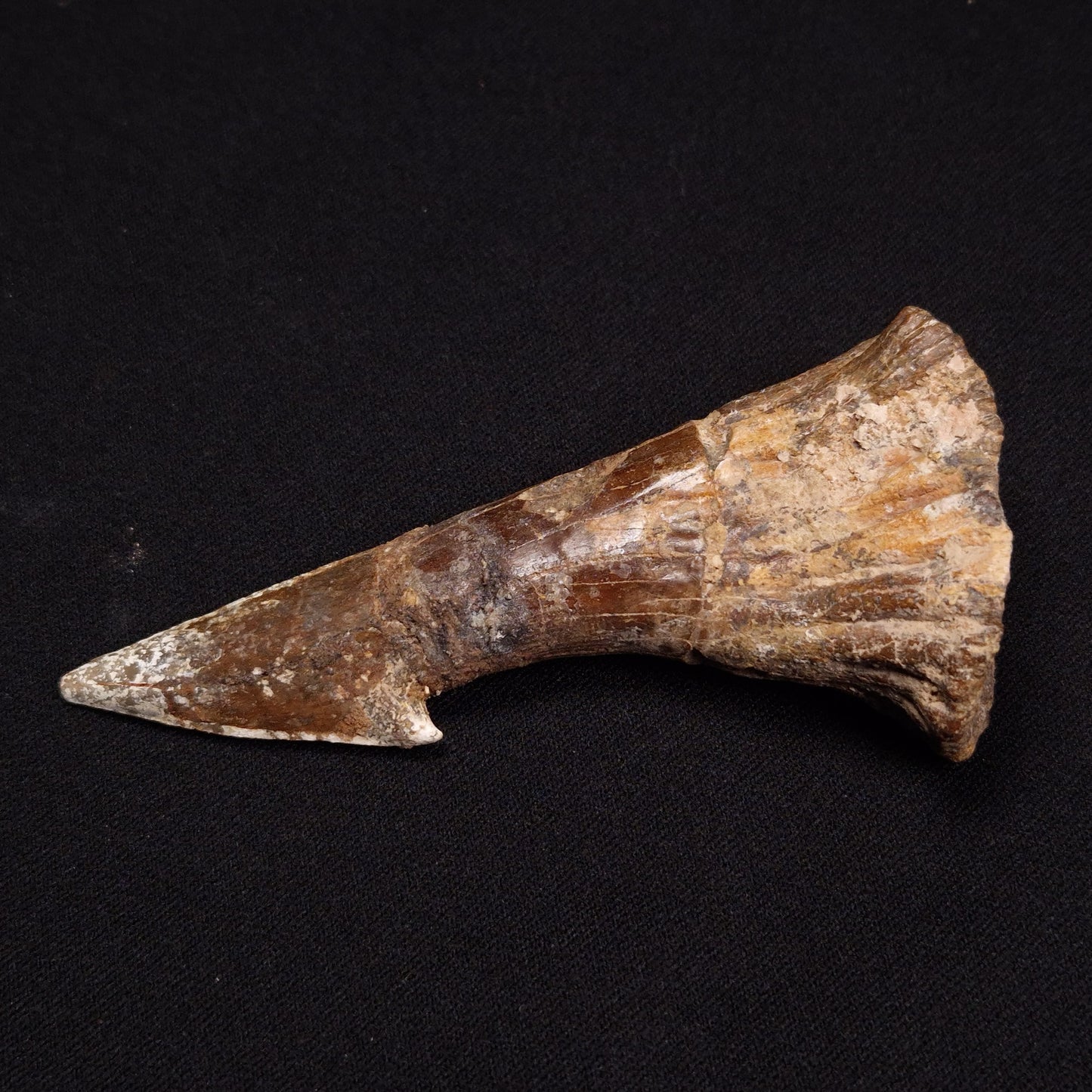 SAWFISH ROSTRAL BARB FOSSIL, Late Cretaceous, Morocco XSF001